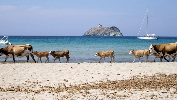 Barcaggio-corsica-mucche