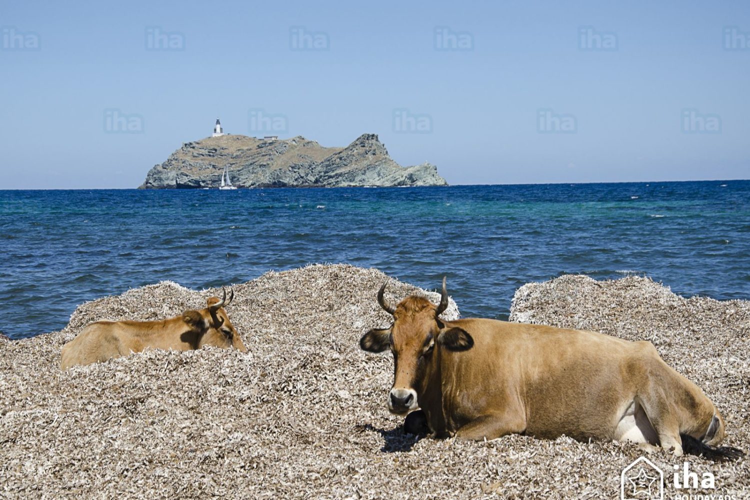 Macinaggio-Mucche-della-corsica-vicino-a-macinaggio